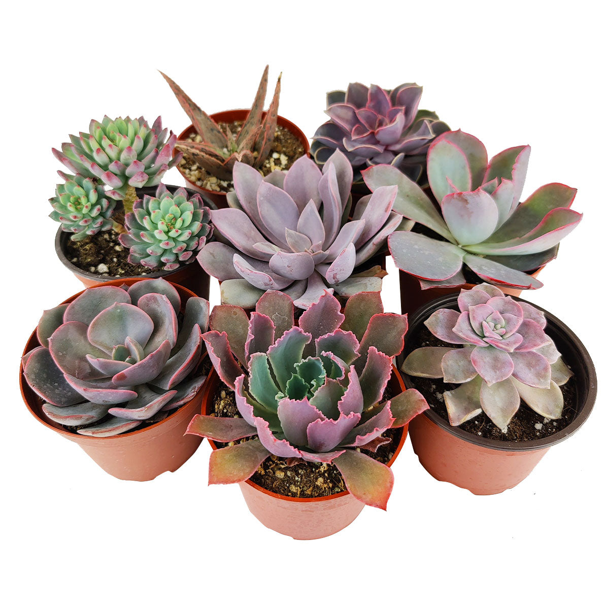 Succulent Gifts for Valentine&#39;s Day, Succulents For Valentine&#39;s Day, Succulent Delivery, Succulent Delivery for Valentine&#39;s Day, Shop Succulents for Valentine, Rosette shaped succulent assorted pack,  Succulent assorted pack perfect for weddings