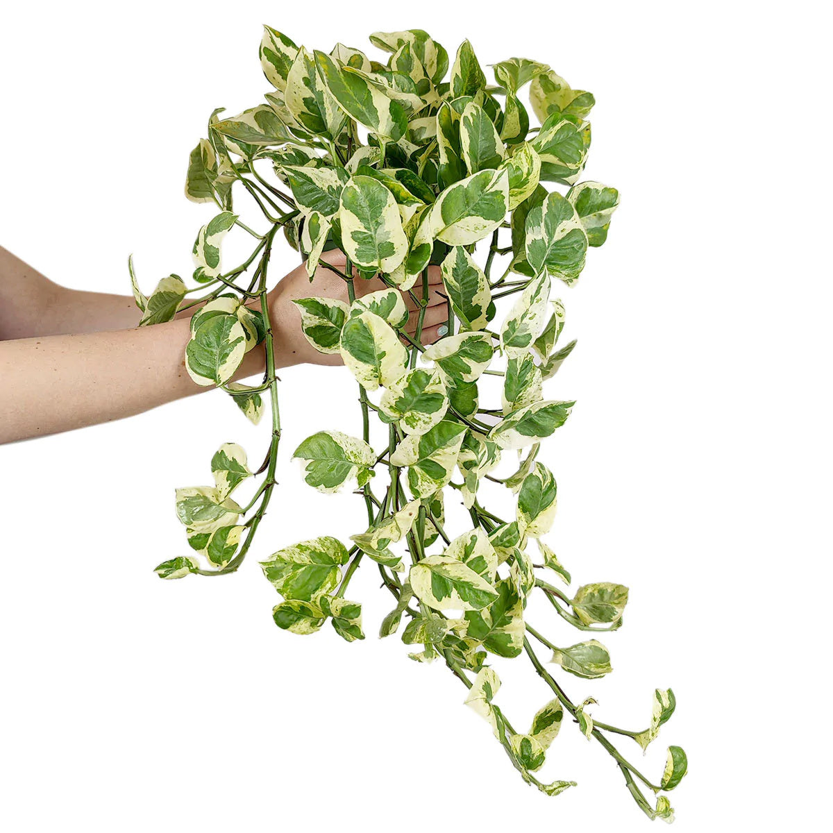 6 inch Pothos N&#39;joy