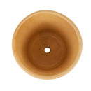 Rainbow Hedgehog Cactus, unique cactus for sale, easy to care plants, buy cacti online