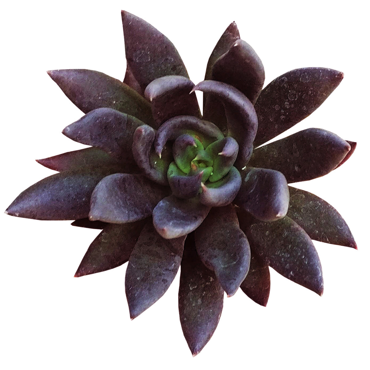 2 inch Succulent Randomly Picked