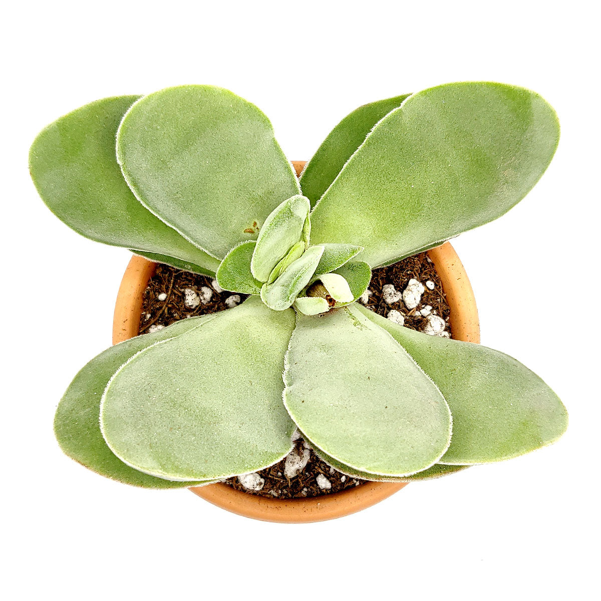 Kalanchoe Flapjacks for sale, succulents shop in California, Succulents shop near me, succulents store in CA, succulent care tips, indoor succulents, how to grow succulents, Rare succulents, succulent subscription, Kalanchoe Flapjacks in California, How to grow Kalanchoe Flapjacks