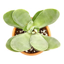 Crassula Cotyledonis for Sale, indoor succulents, succulents garden, how to grow succulents, succulent subscription, succulent care tips, succulent care, succulents store in CA, monthly succulents, Crassula Cotyledonis in California, How to grow Crassula Cotyledonis, crassula, crassula plant, crassula succulent, crassula types, crassula varieties, types of crassula, crassula species, crassulas, succulent crassula