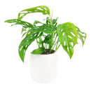 Swiss Cheese plant, Monstera adansonii, Monstera plant, plant with lacy leaves, best air-purifying plant, vining Monstera for hanging baskets 