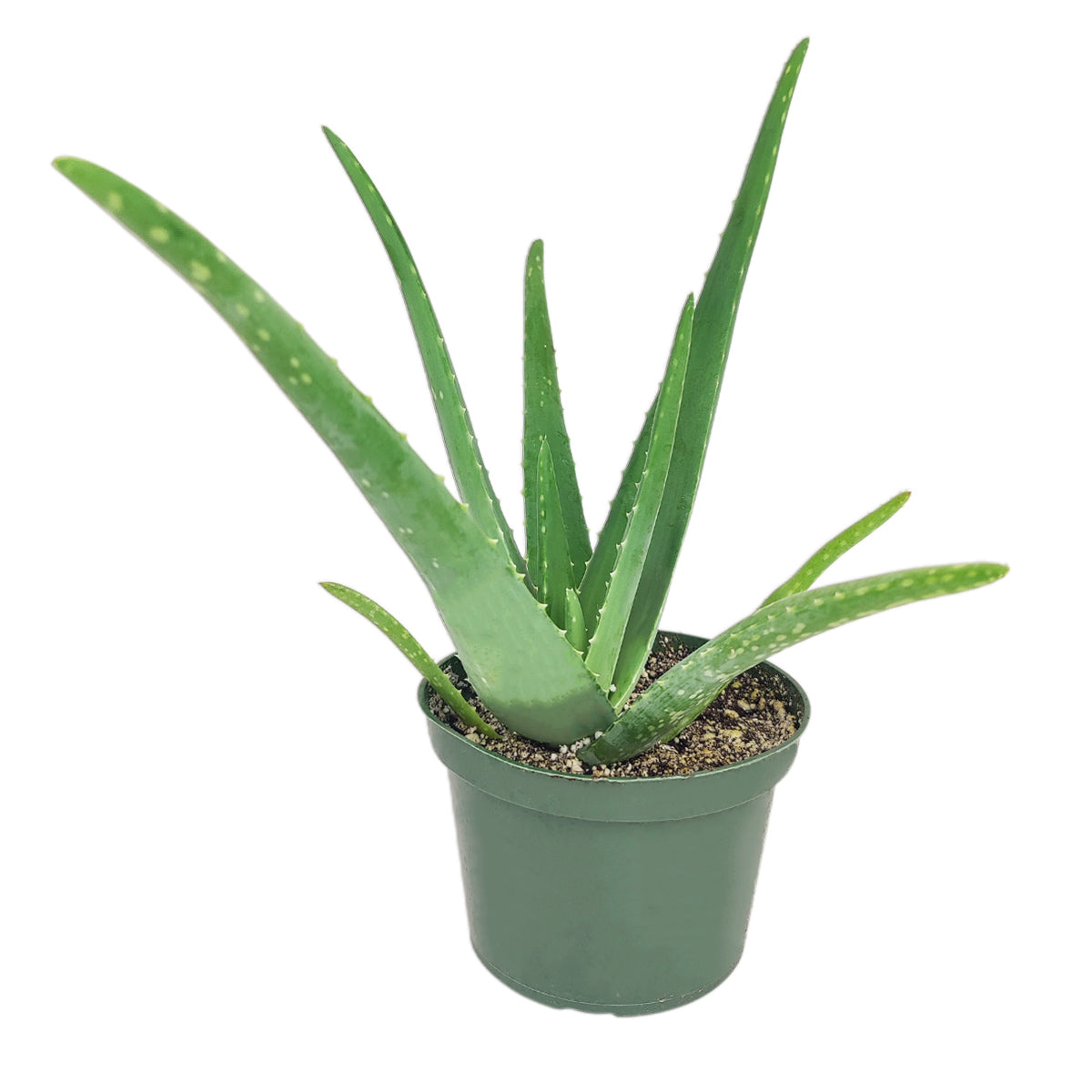 Aloe Vera near me, Aloe Vera in CA, Aloe Vera in pot, indoor succulents, easy to grow succulents, buy succulents online