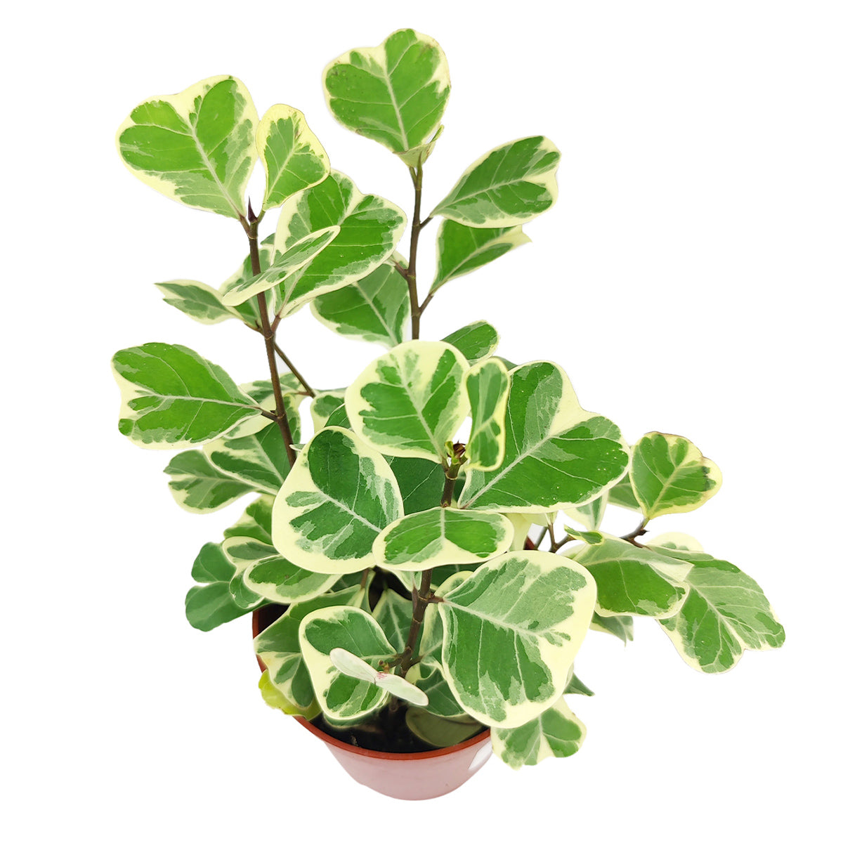 Ficus Triangularis Variegata, how to care for Ficus  Triangularis, variegated Ficus plant, easy care air-purifying houseplant for homes and offices, decorative variegated plant, rare and unique houseplant