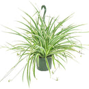 popular plant for home and officeSpider Plant Chlorophytum comosum, plant that can eliminate airborne toxins