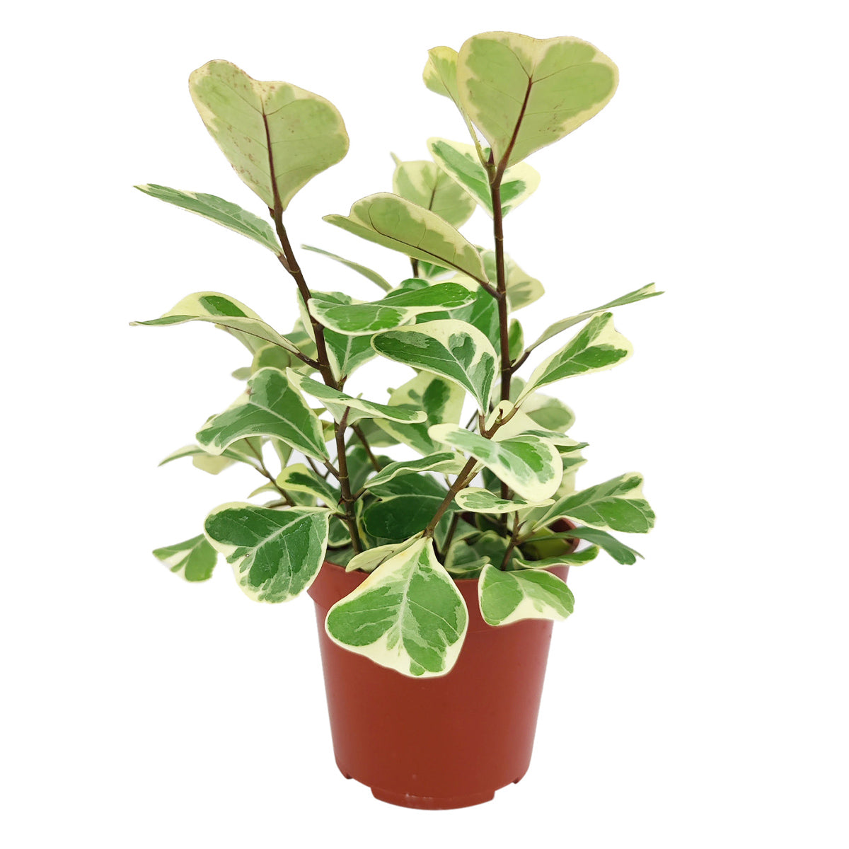 Ficus Triangularis Variegata, how to care for Ficus  Triangularis, variegated Ficus plant, easy care air-purifying houseplant for homes and offices, decorative variegated plant, rare and unique houseplant
