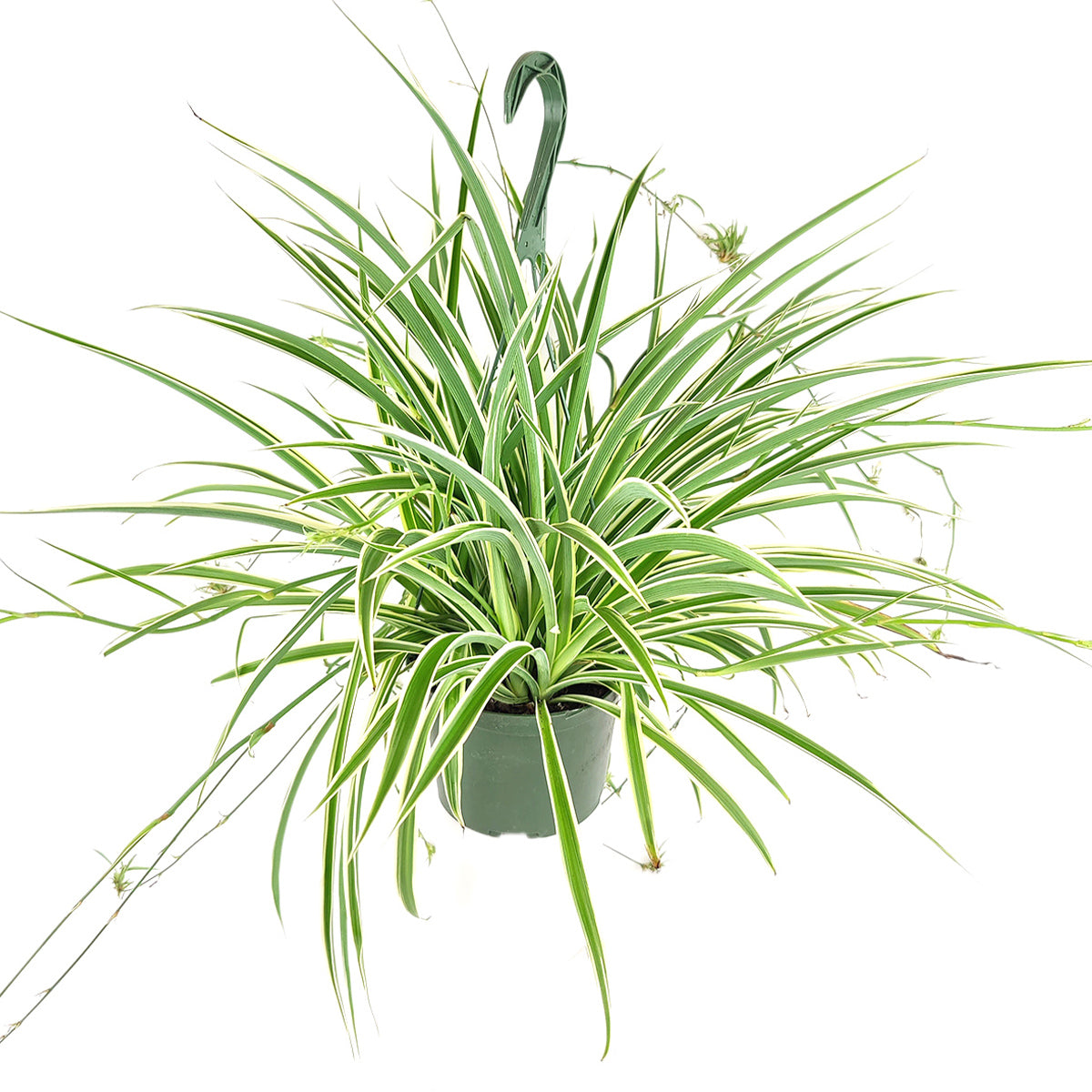  Spider Plant Chlorophytum comosum, trailing houseplants, easy care and low light houseplant, popular plant for home and office