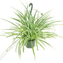 popular plant for home and officeSpider Plant Chlorophytum comosum, plant that can eliminate airborne toxins