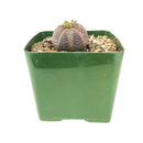 Euphorbia Obesa,  types of succulents, Euphorbias, succulent definition, Euphorbia Obesa succulent, succulent care guide, Succulents shop near me, succulent care, succulents store in CA, succulents garden, succulent plant, monthly succulents, Ponytail Palm succulent in California, How to grow Euphorbia Obesa,  How to grow Euphorbia succulent, Euphorbia Obesa Care