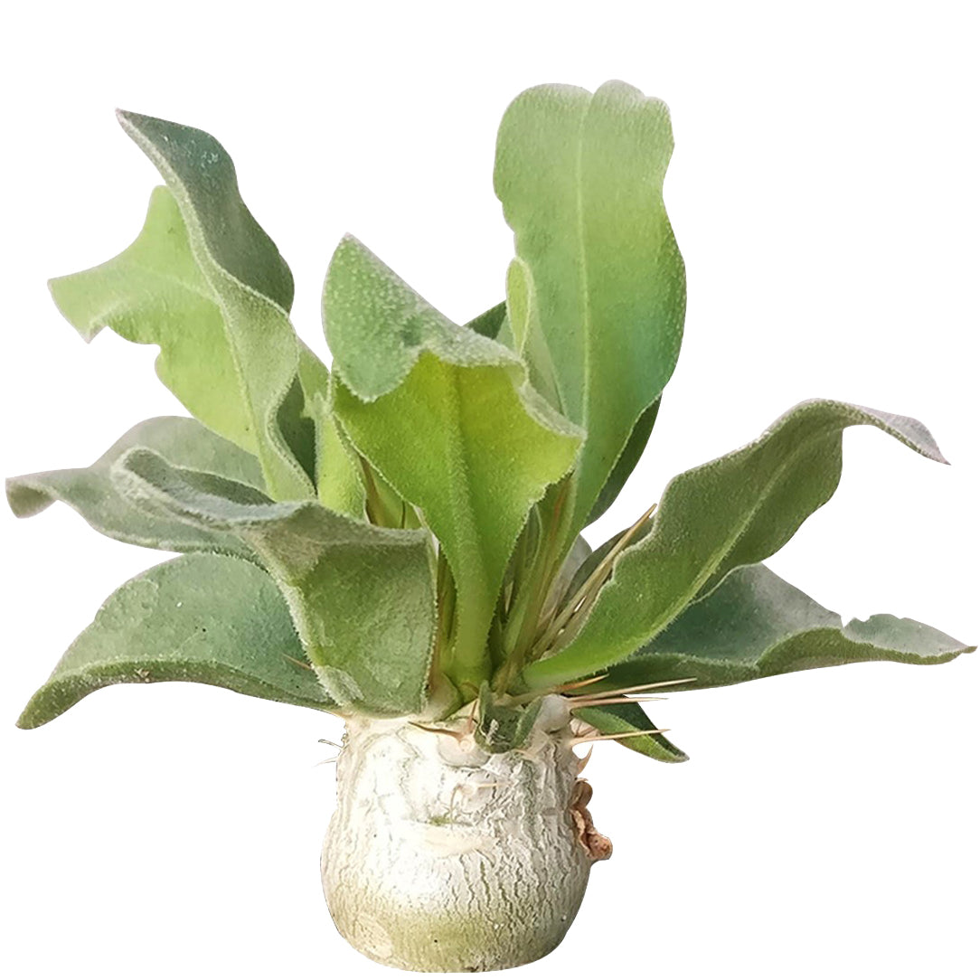elephant trunk succulent Elephant's Trunk Pachypodium Namaquanum