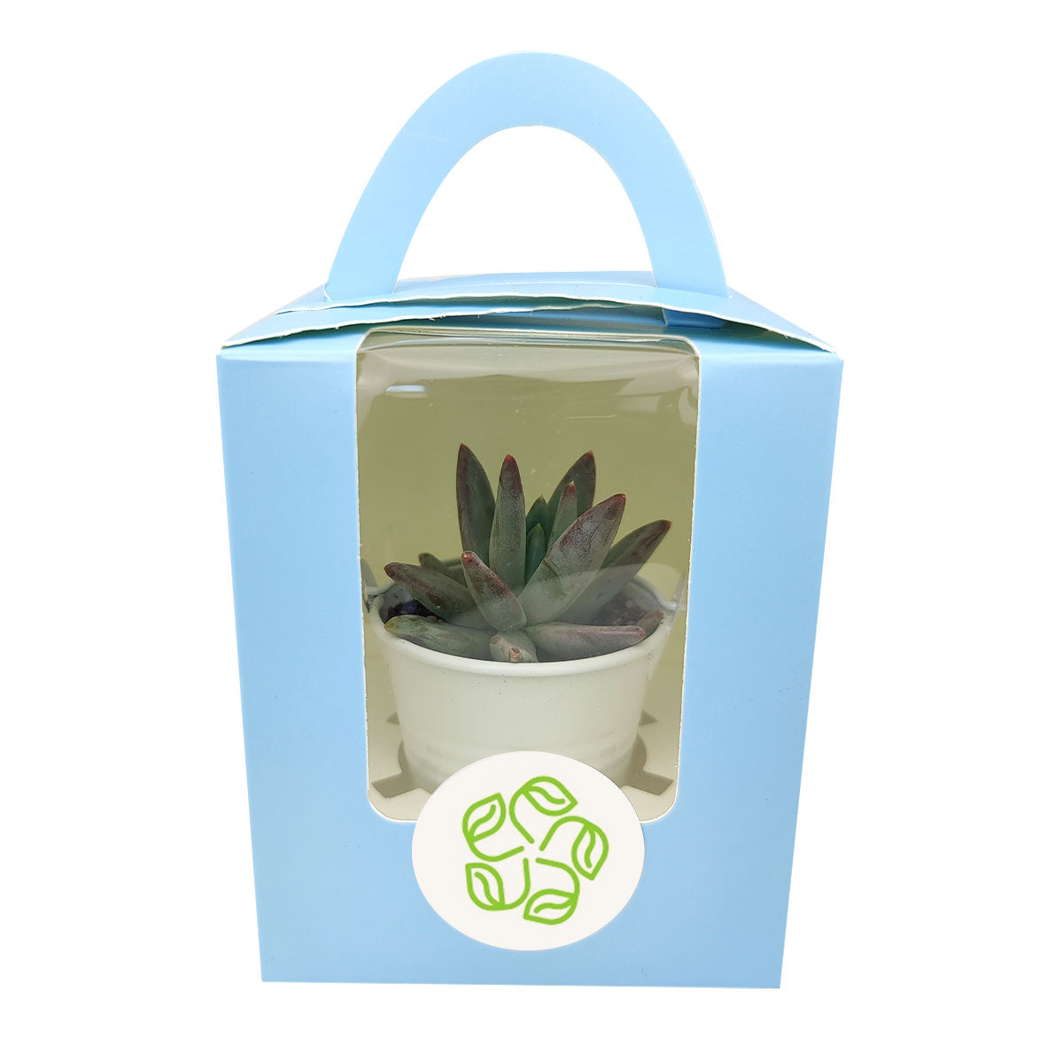 Wedding favor, succulent tray, succulent gift pack, succulents for weddings, random succulents,  succulent gift ideas, random succulent gift ideas, succulent species, succulent plants favor, succulents collection, succulent arrangement, wedding favor ideas, corporate gift ideas