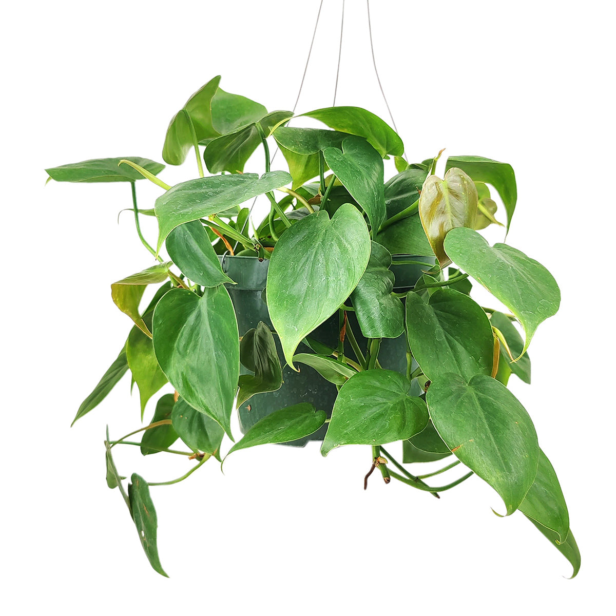 philodendron cordatum for sale Philodendron Cordatum | Heartleaf Vining Houseplant