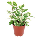 rare houseplant, Variegated Ficus Triangularis, Ficus Houseplant, how to care for ficus variegated, easy to care indoor plant