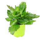 kalanchoe care, calandiva white for sale, calandiva near me, kalachoe calandiva near me, succulents, best succulent gift, best indoor plants, types of houseplants, low light houseplants, easy to grow