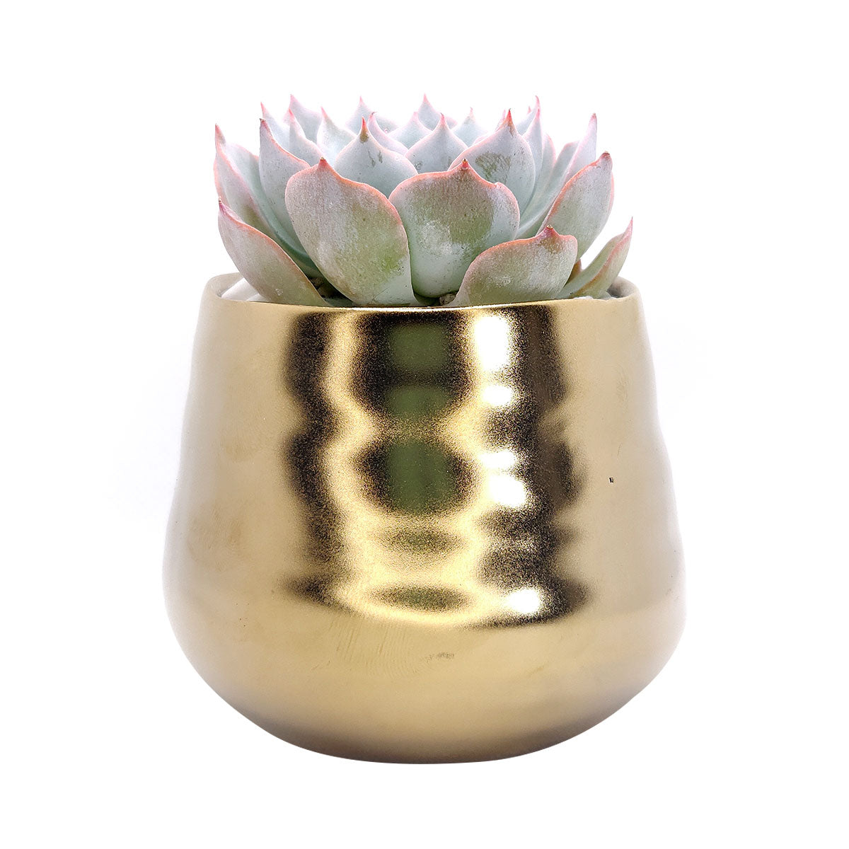 Matte Gold Ceramic Pot for sale, Succulent pot with rustic style for home decor, Small pot for succulent and cactus plant, Ceramic flower pot for sale