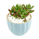 Set of 3 Ripple Pots Randomly Picked for Sale, Elegant Ceramic Pot for succulent and cactus, Mini flower ceramic pots, Succulent gift decor ideas