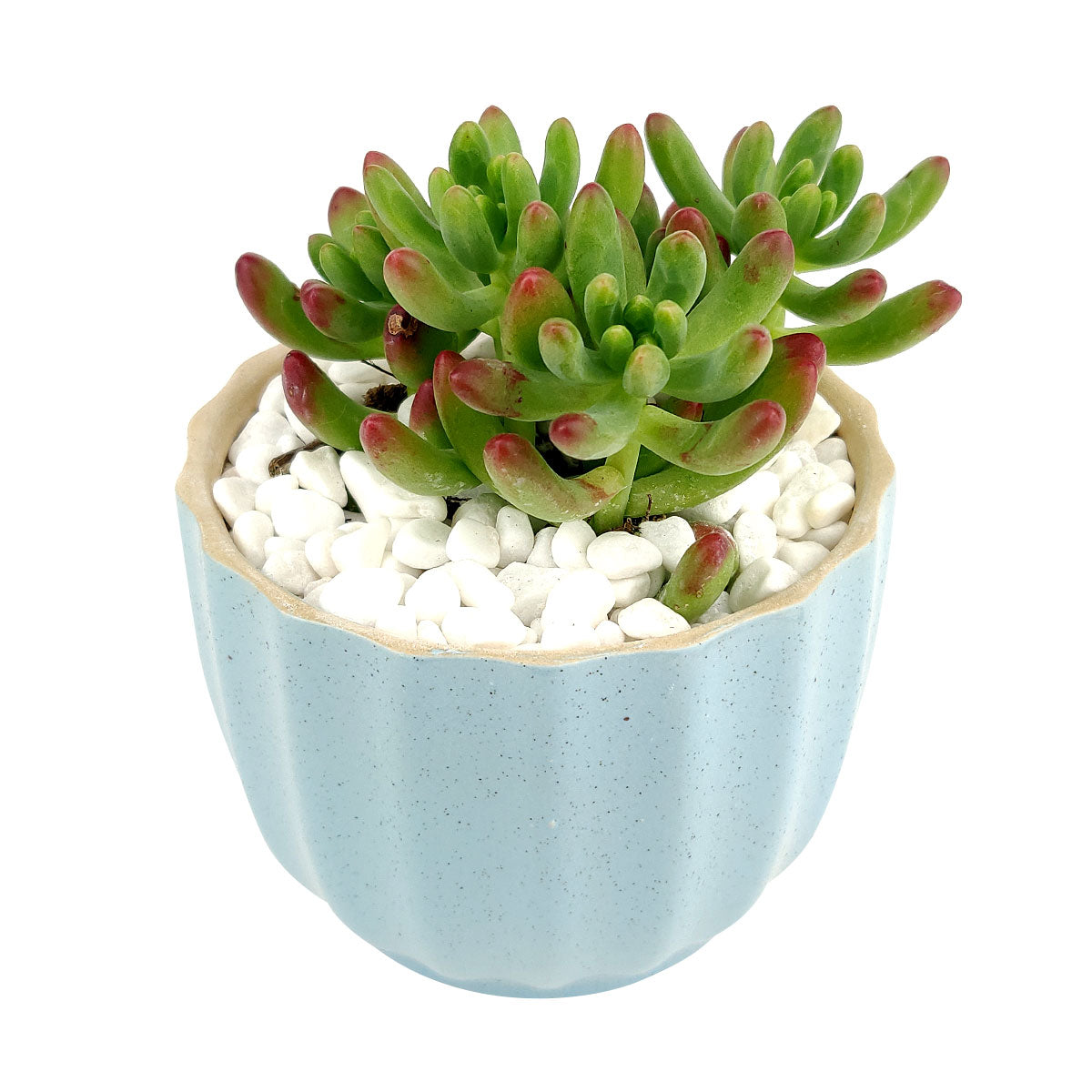 succulent plant pots uk Blue Ripple Pot for Sale| Minimalist Ceramic Pot for Sucuclents and Flowers