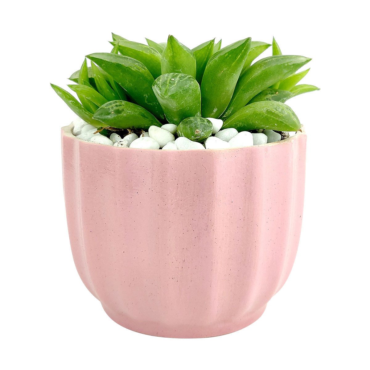 set of 3 succulent pots Set of 3 Ripple Pots Randomly Picked | Minimalist Design Pot for Succulents