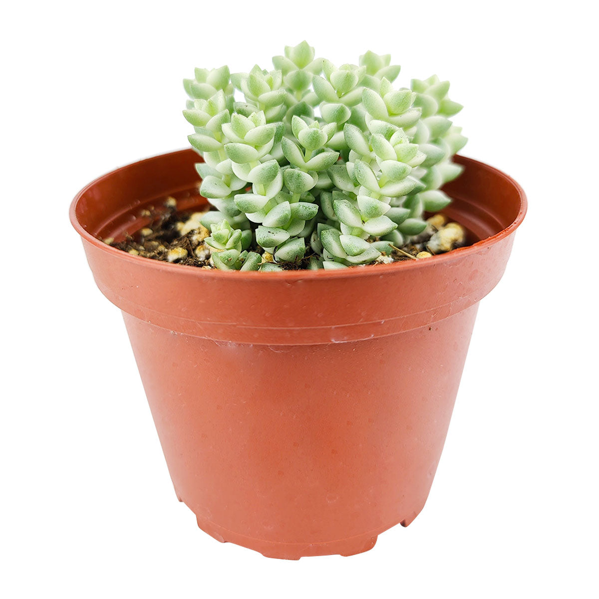 tom thumb succulent care Crassula Pastel 'Variegated Tom Thumb'
