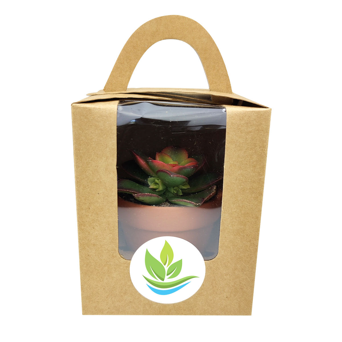 Wedding favor, assorted succulent tray, succulent gift pack, succulents for weddings, assorted succulents,  succulent gift ideas, succulent species, succulent plants favor, succulents collection, succulent arrangement, wedding favor ideas, corporate gift ideas