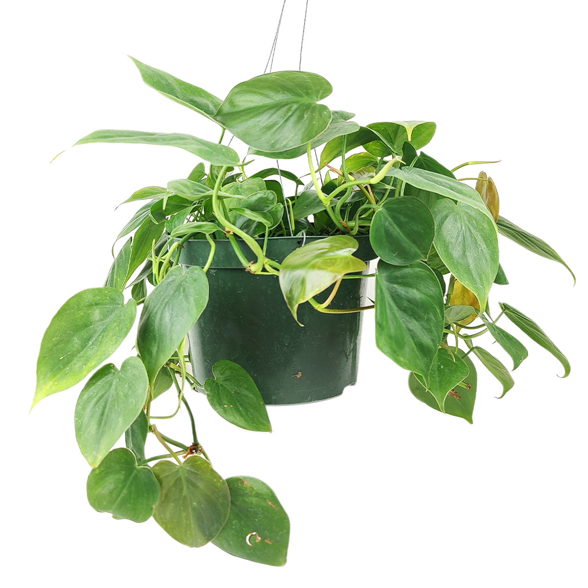 philodendron chimboanum Philodendron Cordatum | Heartleaf Vining Houseplant