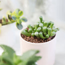 blue cylinder ceramic pot, blue ceramic pot for sale, 2 inch blue ceramic pot, stylish pots are perfect for succulents, cacti, and air plants