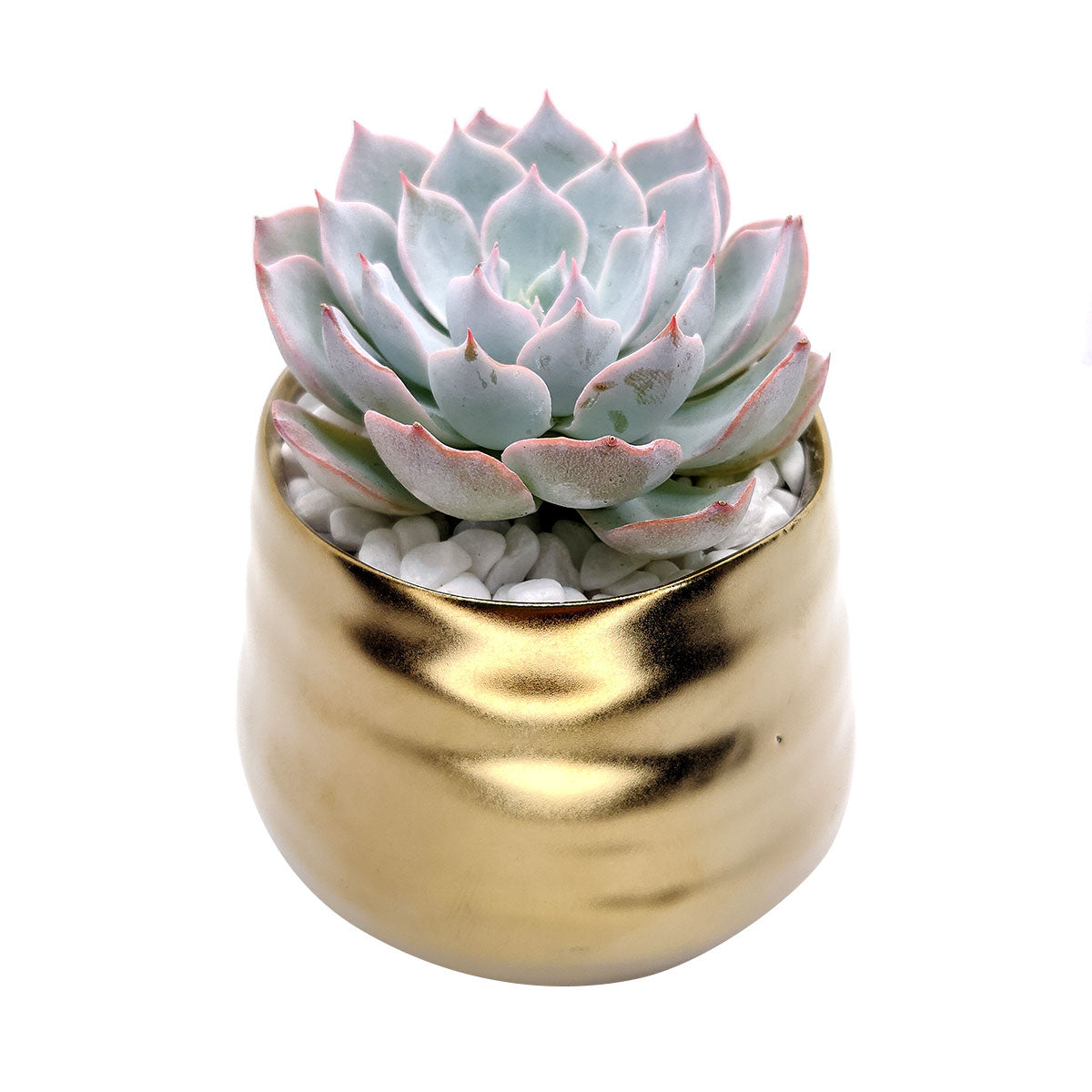 Matte Gold Ceramic Pot for sale, Succulent pot with rustic style for home decor, Small pot for succulent and cactus plant, Ceramic flower pot for sale