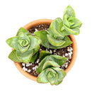 how to grow succulents, succulent subscription, crassula ivory towers in California, How to grow crassula ivory towers, crassula, crassula plant, crassula succulent, crassula types, crassula varieties, types of crassula, crassula species, crassulas, succulent crassula