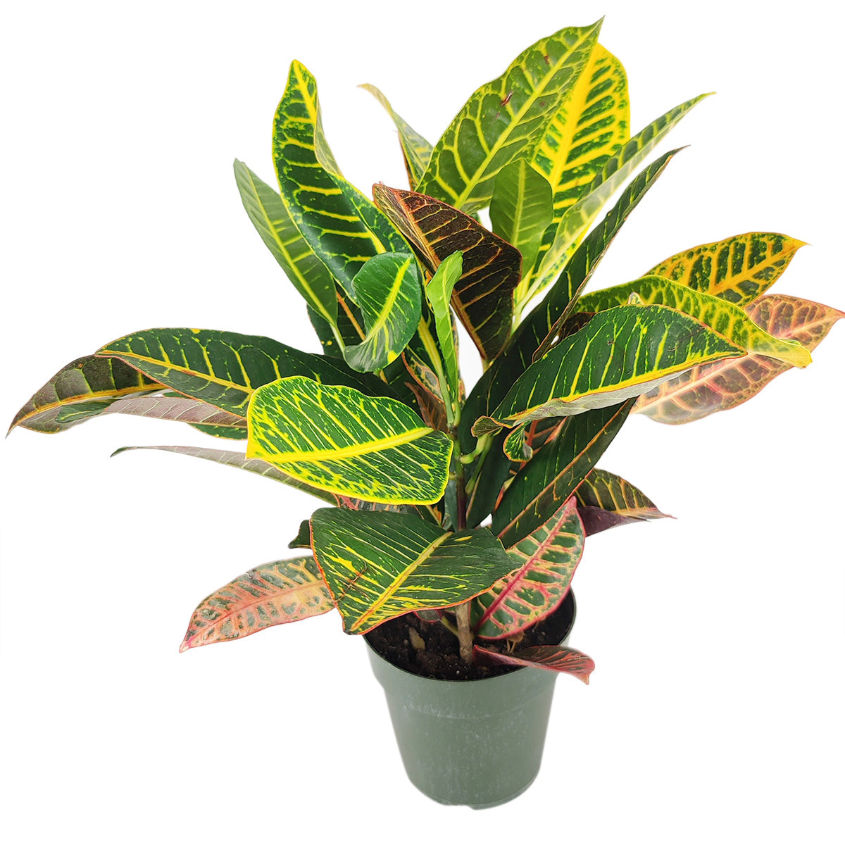 croton house plants Croton Petra Joseph's Coat