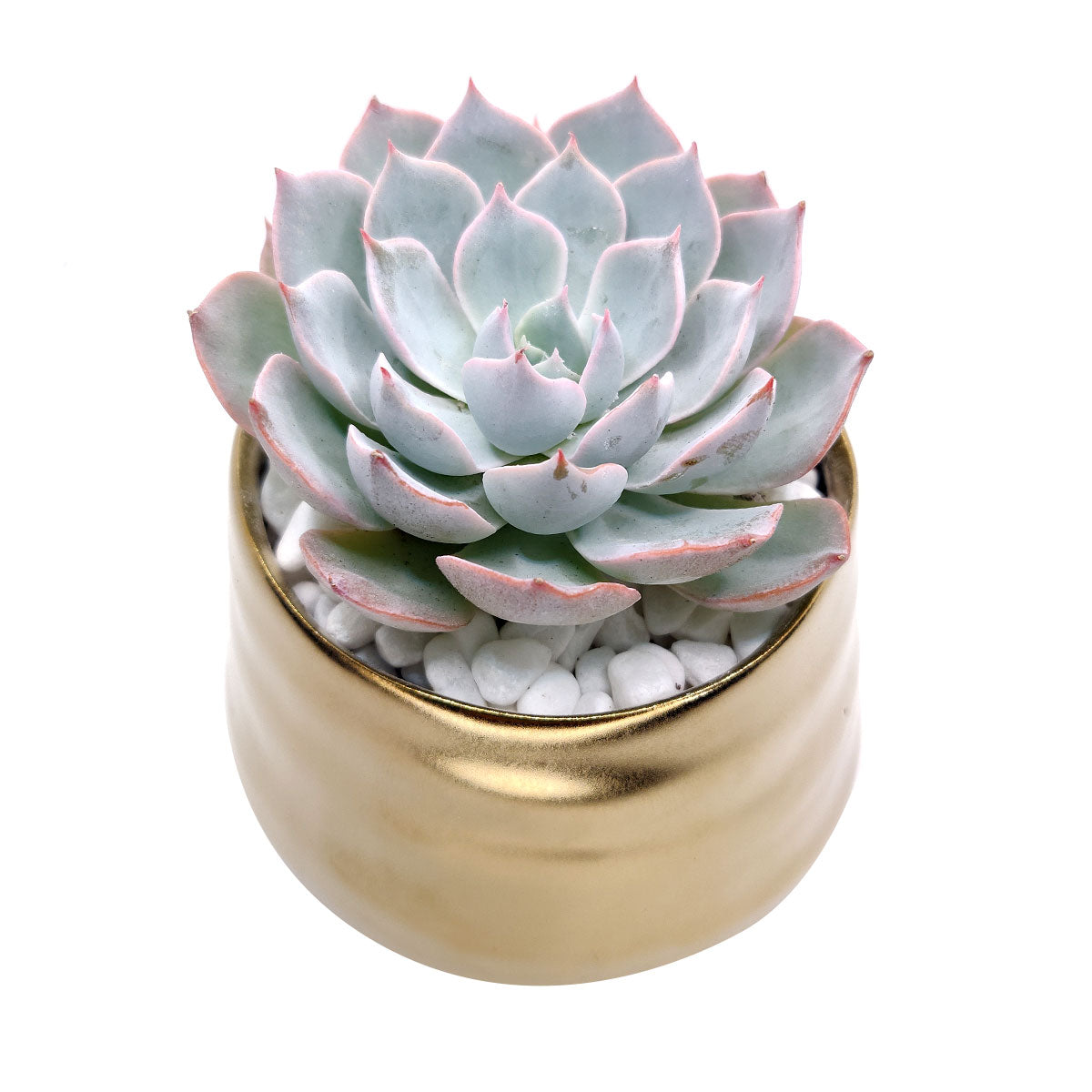 rustic succulent pots Matte Gold Ceramic Pot | Succulent & Cactus Pot with Rustic Style | Modern Home Decor