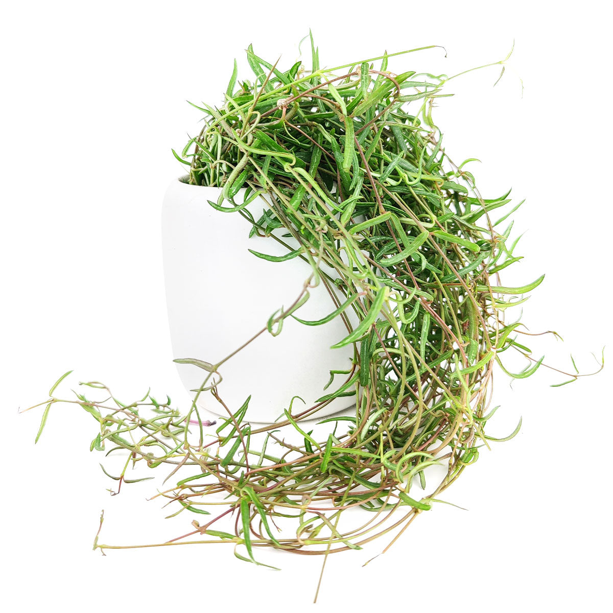 Ceropegia plants near me, Ceropegia care guide, how to care for string of needles, how to care for ceropegia linearis, string of needles for sale, semi-succulents, houseplants for sale, houseplants for hanging baskets, best indoor plants