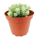 crassula tom thumb, tom thumb crassula, crassula ‘tom thumb’, crassula tom thumb care, crassula tom thumb succulent, crassula tom thumb variegated, tom thumb crassula for sale, crassula Tom thump in California, How to grow crassula pastel, crassula, crassula plant, crassula succulent, crassula types, crassula varieties, types of crassula, crassula species, crassulas, succulent crassula