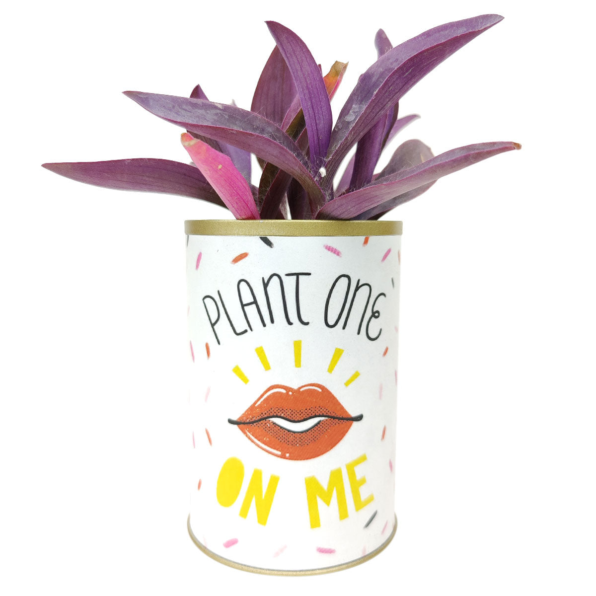 Punny Can - Plant One on Me | Funny Pot for Succulents Arrangement
