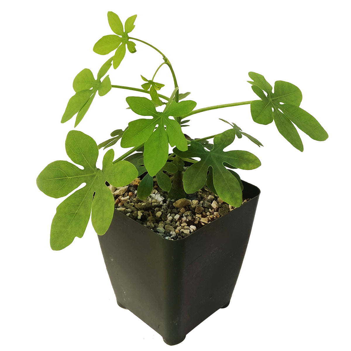 Adenia glauca for sale, succulent care tips, Rare succulents, succulents garden, succulent care guide, succulent plant, succulent care, cactus, succulents store in CA, Adenia glauca in California, How to grow Adenia glauca, rare succulents, rare succulents for sale, unique succulents, buy succulents online, rare succulent, succulent shop, unusual succulents, succulent store, succulents online