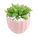 Pink Ripple Pot for sale, Elegant Ceramic Pot for succulent and cactus, Mini flower ceramic pots, Succulent gift decor ideas, Minimalist design pot