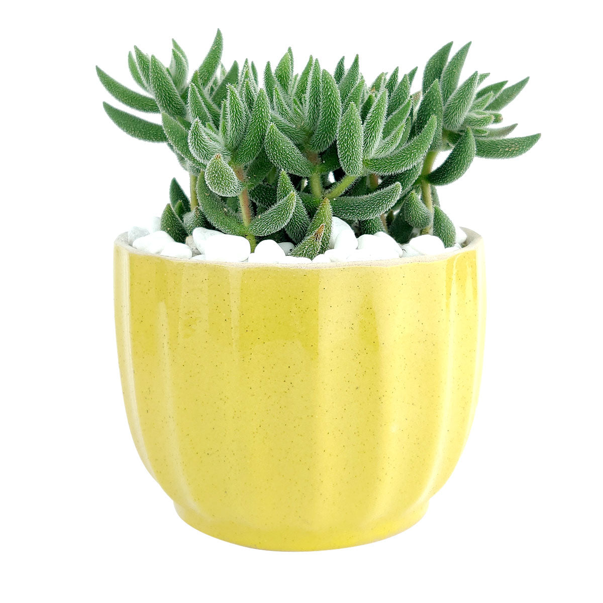 Yellow ripple ceramic pot for sale, Small pot for succulent and cactus, Mini flower pot, Elegant indoor succulent pots, succulent gift ideas