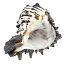 Air plant pots for sale, air plant accessories for sale, air plant gift decor ideas, Air plant holder, seashell air plant holder