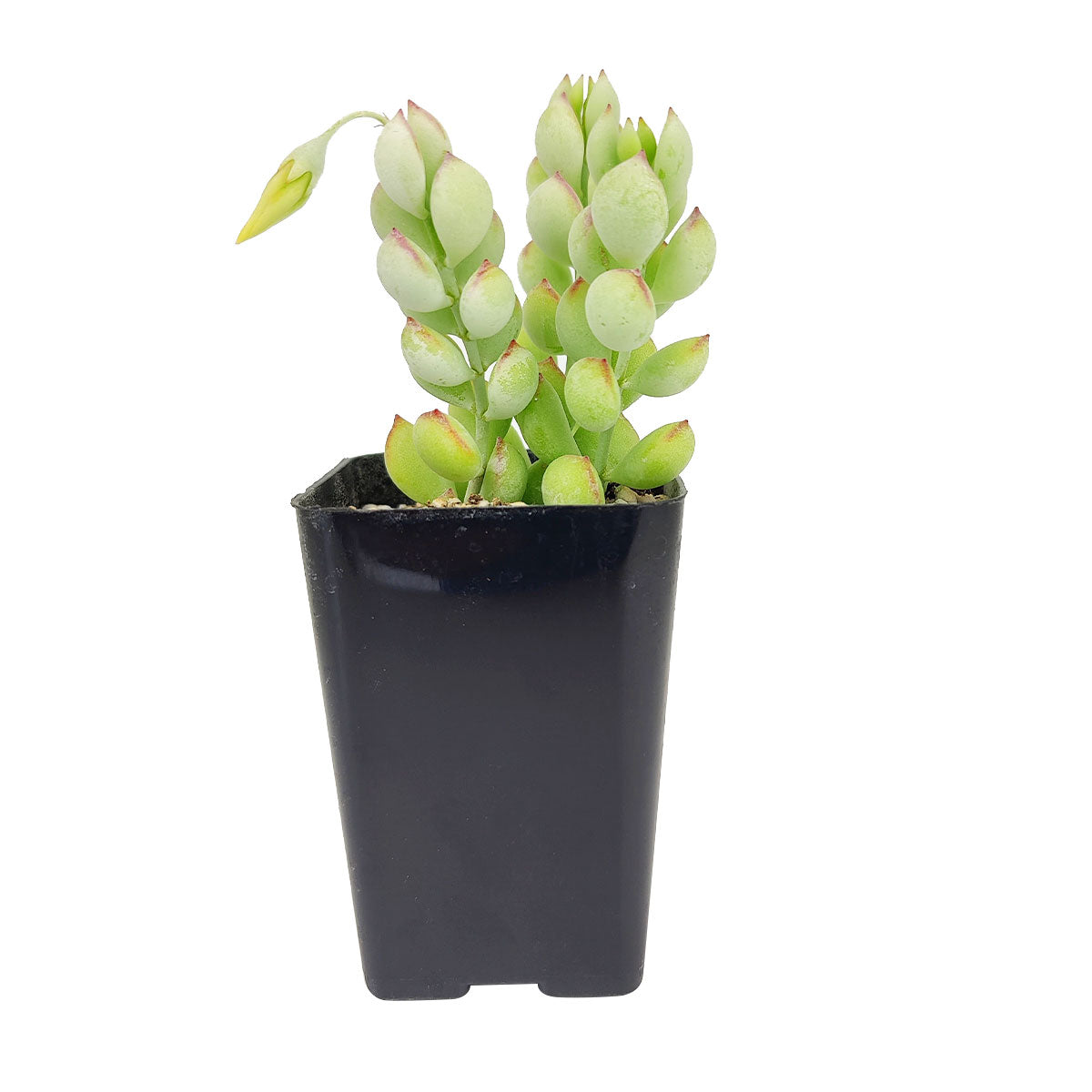 Cotyledon Pendens, Cliff Cotyledon, Cotyledon Succulents, Succulents near me, Succulents gift, types of succulents, succulent definition, succulent care guide, Succulents shop near me, succulent care, succulents store in CA, succulents garden, succulent plant, monthly succulents, succulent in California, How to grow Cotyledon Pendens , How to grow Cotyledon