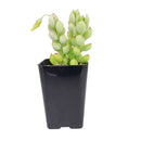 Cotyledon Pendens, Cliff Cotyledon, Cotyledon Succulents, Succulents near me, Succulents gift, types of succulents, succulent definition, succulent care guide, Succulents shop near me, succulent care, succulents store in CA, succulents garden, succulent plant, monthly succulents, succulent in California, How to grow Cotyledon Pendens , How to grow Cotyledon