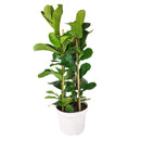 How to care for Ficus Lyrata, Fiddle Leaf Fig, tall air-purifying houseplant, medium and bright light houseplant for homes and offices, Ficus Lyrata for salr, Ficus care guide, buy ficus lyrata online