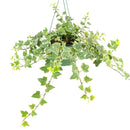 4in plant pot, small plant gift, mini succulent, desk plant, office plant, Custom Succulent Gift Pot, live plant gift