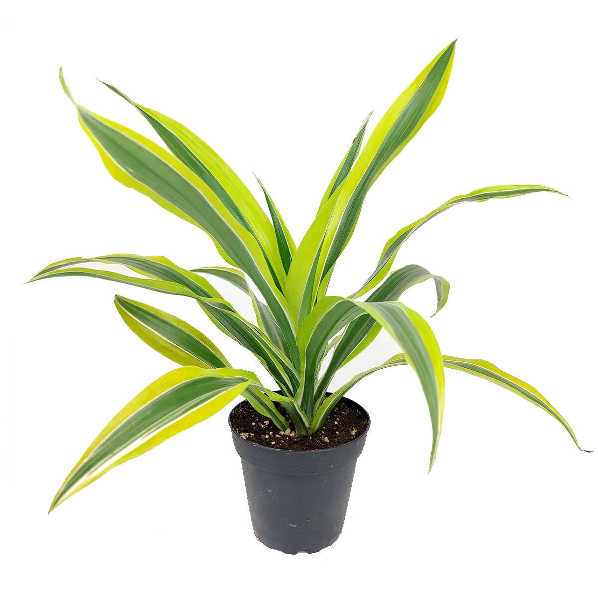 dracaena deremensis lemon Dracaena Lemon Lime