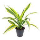 Dracaena Lemon Lime, Dracaena Lemon Lime delivery, buy Dracaena Lemon Lime online, easy and low light houseplant, Dracaena Deremensis, buy Dracaena Lemon Lime online, best indoor plant for beginners, live plant gifts