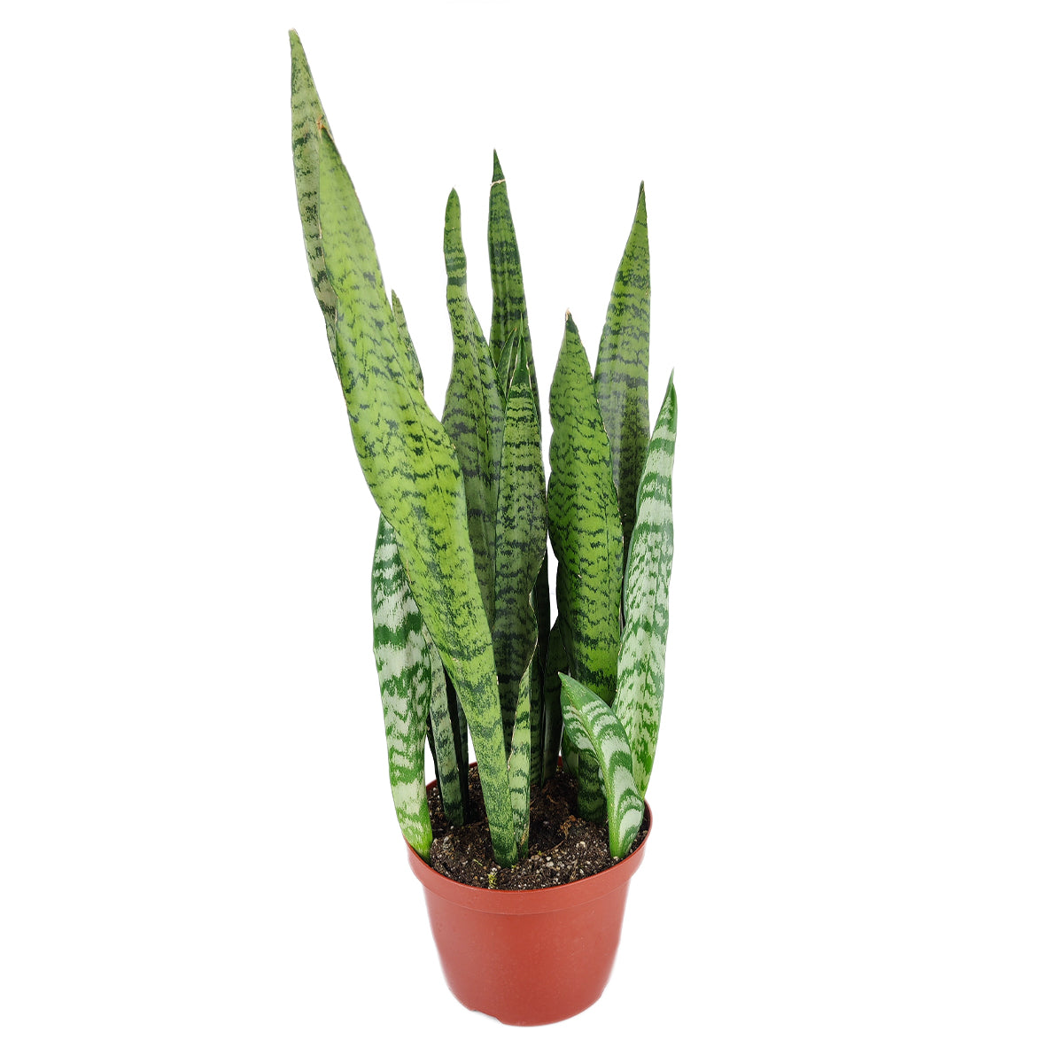 snake plant compacta Snake Plant Sansevieria Zeylanica