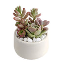 unique diy gifts, valentines succulent arrangement, small succulent arrangement ideas, holiday succulent gifts, succulent themed gifts, succulent pot arrangement, succulent christmas gifts, succulent arrangement delivery, gifts for succulent lovers, succulent bowl arrangement, succulent plant gifts, Father's Day Gifts Delivery 2022, Plant Gifts for Men