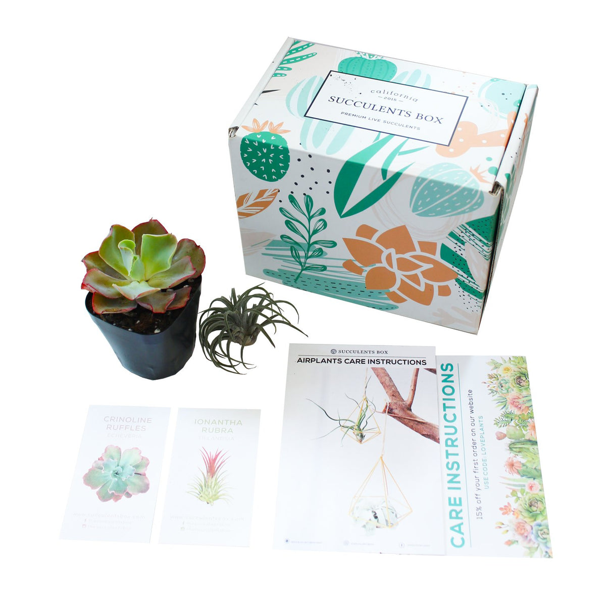Succulents for Sale, Types of Succulents, Succulents Shop in California, Succulents and Cactus Plants, Cactus Box, Subscription Box with Care Instruction, Succulent Subscription Box