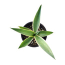 Agave Angustifolia Marginata, Variegated Caribbean Agave, Caribbean Agave, Cactus Plants, Century Plant, Variegated Agave, Outdoor Succulent Plant