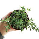 String of Dolphins Plant for sale, Senecio Peregrinus Succulent for sale, Dolphins Necklace Plant, Rare Succulents, Trailing Hanging Plant, Dolphins Succulent with Care Guide