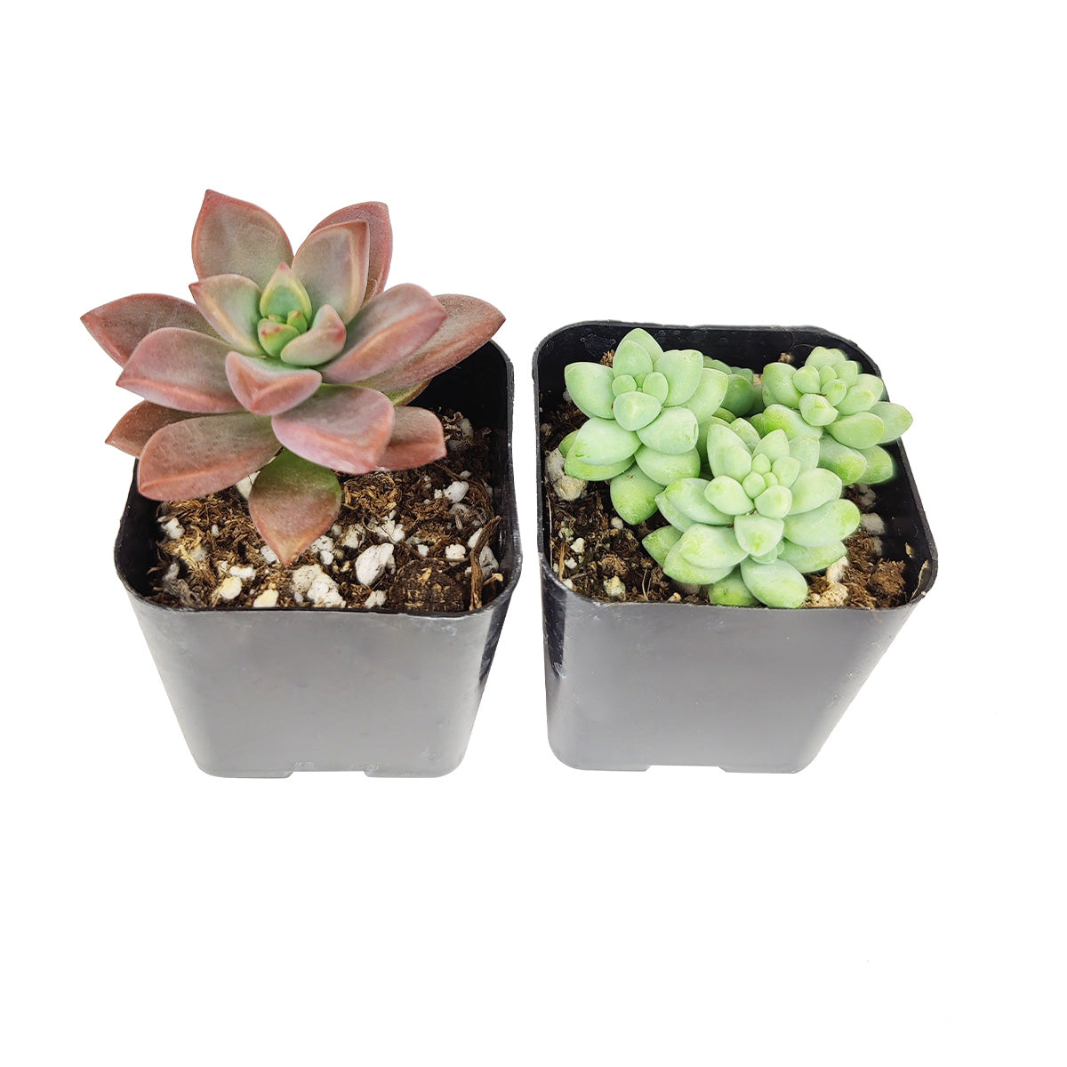 sedum asstd succulent Succulents Box® Sedum Succulent Pack